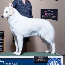Ephiny - Kuvasz