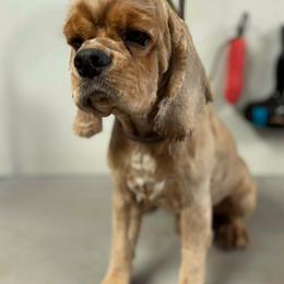 Kevin - Red male Cocker Spaniel puppy in Haines City, Florida from Camic Cockapoos
