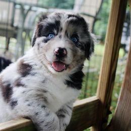 Australian Shepherd Puppies from Tru Blu Aussies
