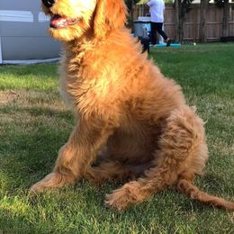 Goldendoodle Puppies from SunriseDoodles