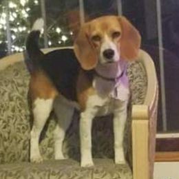 Beagle All Grown Up from Hamptons Ridge Beagles
