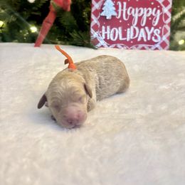 Orange girl - Red  female Goldendoodle puppy in Lewisville, Texas from Zink Doodles