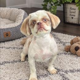 Harper - Shih Tzu