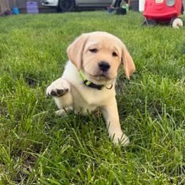 Milky Way - Yellow male Labrador Retriever puppy in Eugene, Oregon from LakeHouse Labrador Retriever and West Coast Guardian Cane Corso