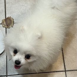 Fluff - White male Pomeranian puppy in Kearny, New Jersey from Pom paws over gardens
