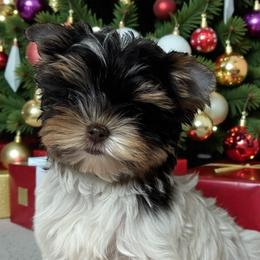 Malachi - Chocolate tan and white male Biewer Terrier puppy in Oklahoma from Rocky Oak Cavaliers & Biewer Terriers LLC