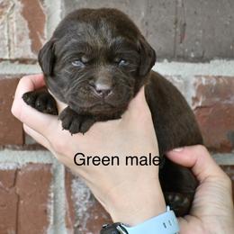 Green male - Chocolate male Labrador Retriever puppy in Mississippi from Sure Shot English Labs