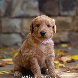 Golden Retriever and Goldendoodle Puppies from Golden Honey