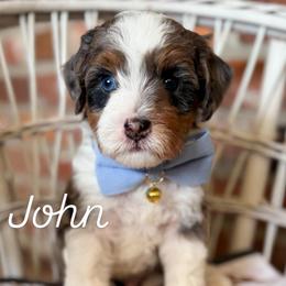 John - Merle male Bernedoodle puppy in Snohomish, Washington from Refined Doodles