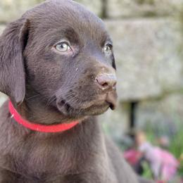 Labrador Retriever Puppies from Valley View English Labs