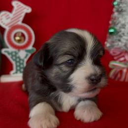 Sloan - AKC - Chocolate sable male Havanese puppy in Verden, Oklahoma from Holcombs Puppy Ranch