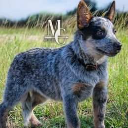 Crowley - Australian Cattle Dog