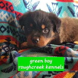 Green boy - Black and mahogany male Rottweiler puppy in Custer County, Oklahoma from Rough Creek Kennels