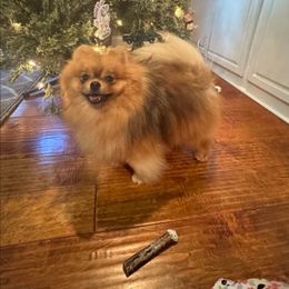 Wippums - Pomeranian