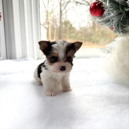 Maggie - Parti female Yorkshire Terrier puppy in Nesbit, Mississippi from Bluff City Yorkies