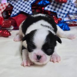 Black Girl (orange) - Black and white female Japanese Chin puppy in Tulsa, Oklahoma from Locust Creek Pugs & Japanese Chin's