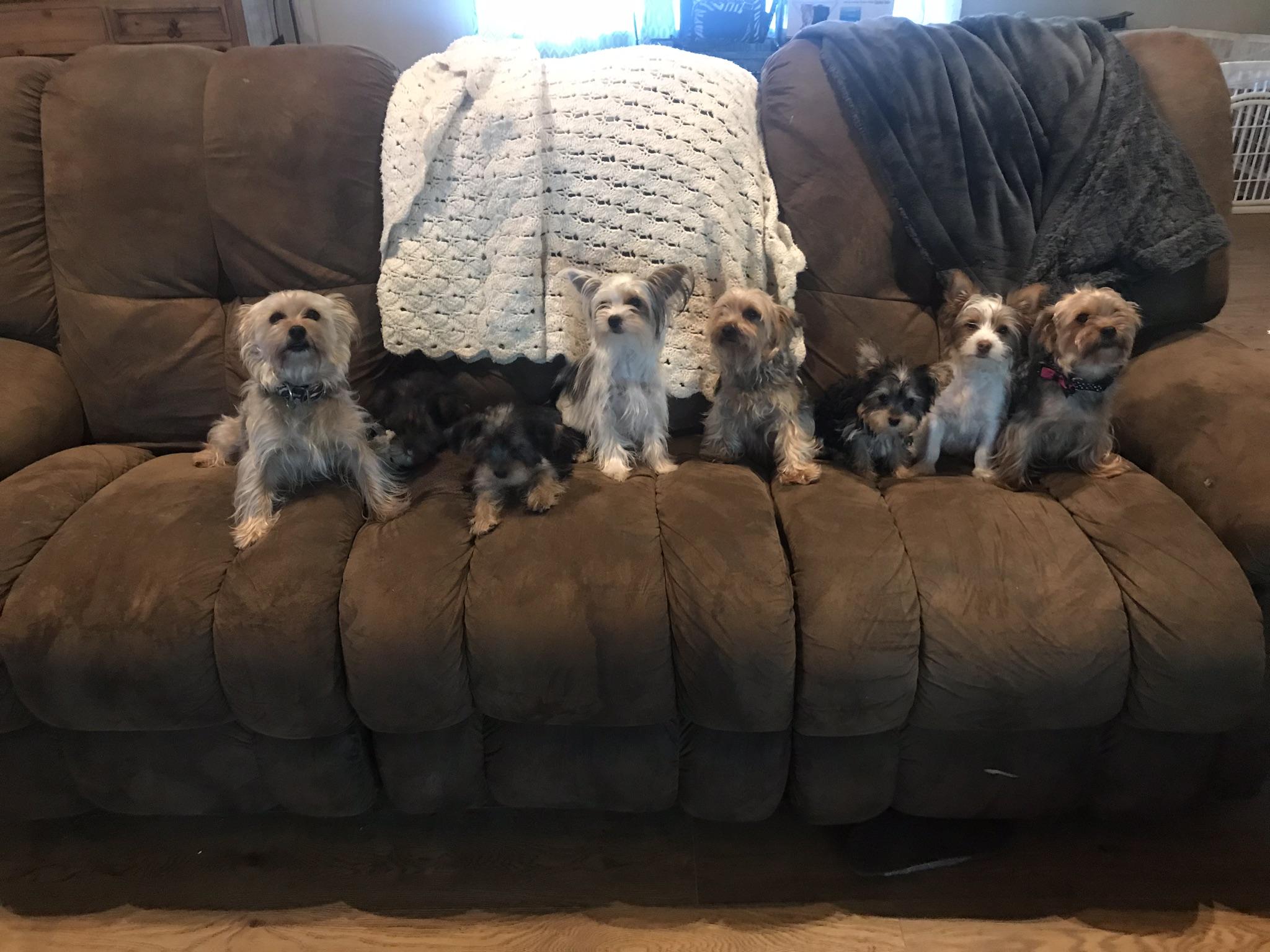 Angela's Yorkies in Arkansas Yorkshire Terrier puppies Good Dog