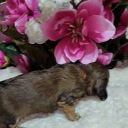 Dachshund Puppies from CLARK'S BREEDING PROGRAM