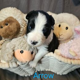 Arrow - Black and white Border Collie puppy in Gaffney, South Carolina from On the Lamb