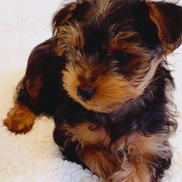 Yorkshire Terriers from Tanias Yorkies