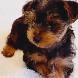 Yorkshire Terriers from Tanias Yorkies