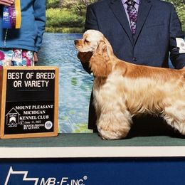 Linda - Cocker Spaniel