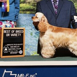 Linda - Cocker Spaniel