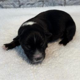 Vera - Black tri female Miniature Australian Shepherd puppy in Midway, Texas from L Bar W Aussie Ranch