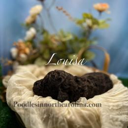 Louisa - Brown female Poodle puppy in Greenville, North Carolina from Grace Poodles