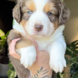 Miniature American Shepherd and Miniature Australian Shepherd Puppies from Whiskeytown Aussies