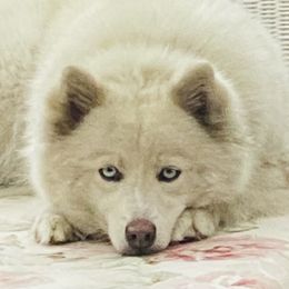 Chica - Pomsky