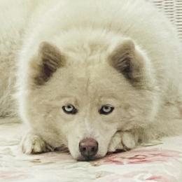 Chica - Pomsky