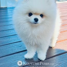 Pomeranian Puppies from Kouture Pomeranians