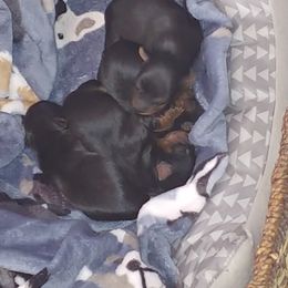 Yorkshire Terrier Puppies from Yorkies of Julington Creek