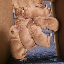 Golden Retriever puppies from Rise and Shine Goldens