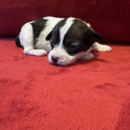 Pepper - Black and white female Coton de Tulear puppy in Avery Creek, North Carolina from AVLCOTONLOVE