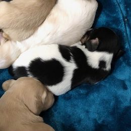 Cowboy - Piebald male Dachshund puppy in Barnesville, Pennsylvania from Dachsy