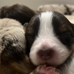 Australian Shepherd Puppies from Dream E River Ranch