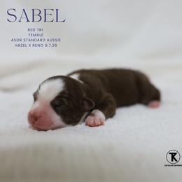 Sable- Red Tri Female - Red tri-color female Australian Shepherd puppy in Nacogdoches, Texas from TK Standard, Mini, & Toy Aussies