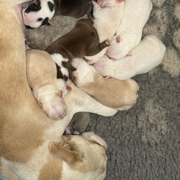 Blue girl 2 - Blue female Boston Terrier puppy in Madera Acres, California from Muggin Bostons Terriers and Mini Dachshund