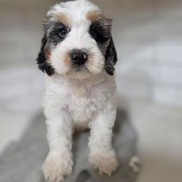 Sailor - Blue merle male Bernedoodle puppy in Mc Gaheysville, Virginia from Doting Doodles