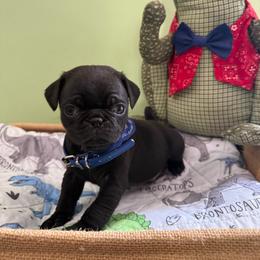 Frederick - Black male Pug puppy in Hesperia, Michigan from Manistee Farms