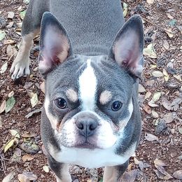 Griffin - Boston Terrier