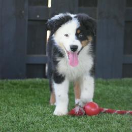 Burrata - Black tri-color male Australian Shepherd puppy in Oak Hill, Florida from Swingin T Ranch LLC