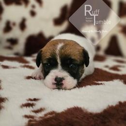 Girl 2 - White and tan female Russell Terrier puppy in Harvel, Illinois from Ruff and Tumble Russell Terriers