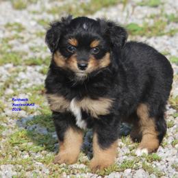 Adi - Black tri female Miniature American Shepherd puppy in Hillsdale, Michigan from Faithwalk Aussies and Mini American Shepherds