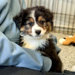 Fried Pickle - Black tri-color male Australian Shepherd puppy in Ashland, Ohio from SS Australian Shepherds