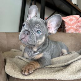 Ash - Tricolors French Bulldog puppy in Clermont, Florida from Nala’s Nest