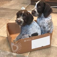 German Wirehaired Pointer Puppies from Anvil Wires