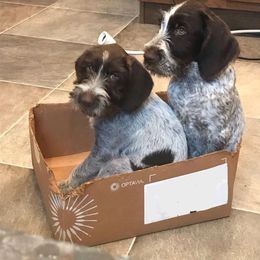 German Wirehaired Pointer Puppies from Anvil Wires
